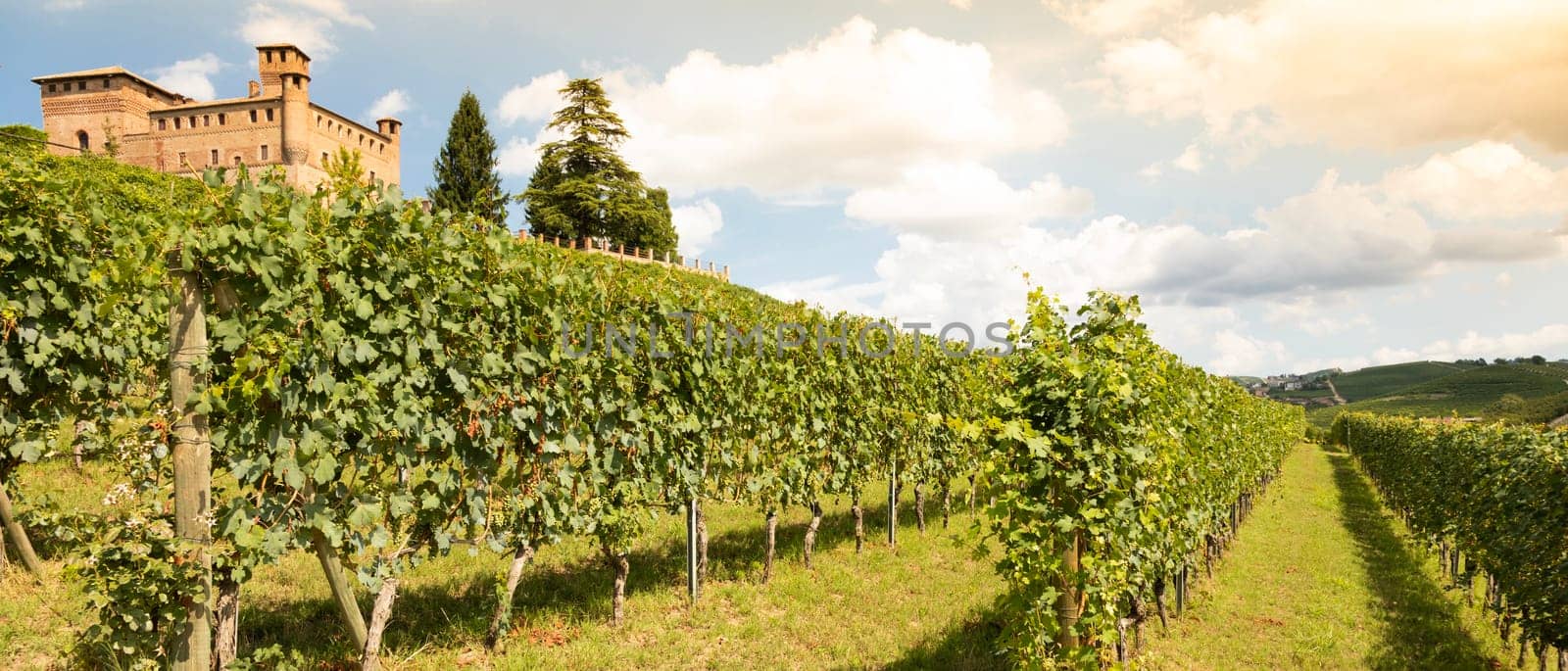 Vineyard in Piedmont Region, Italy, with Grinzane Cavour castle in the background. The Langhe is the wine district of Barolo wine.