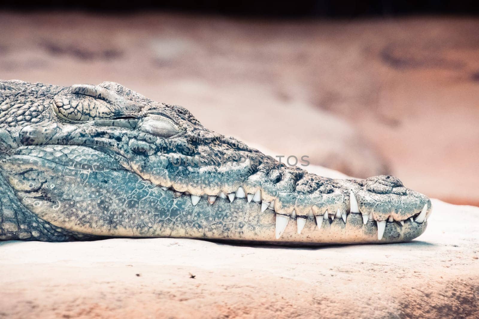 Nile crocodile at Palmyre Zoo in France