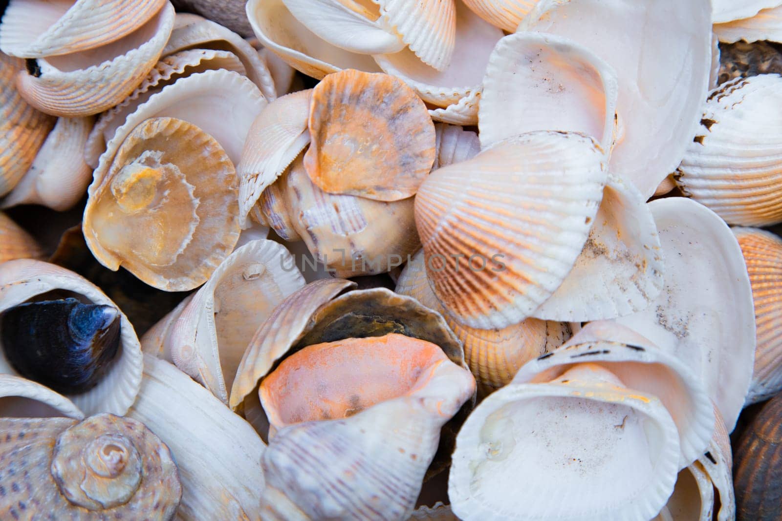 There are many shells of different shapes and sizes in close-up. . High quality photo
