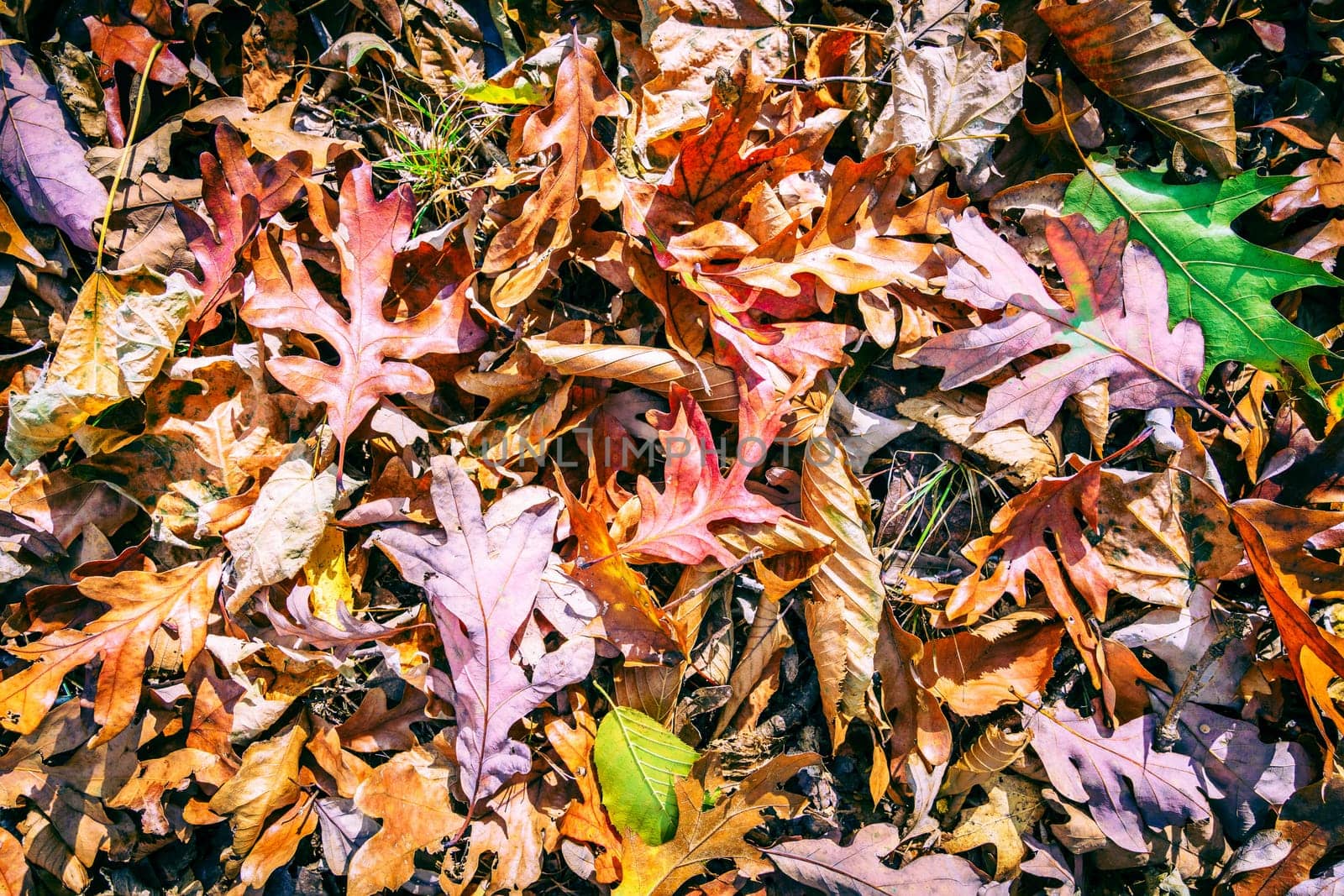 Close-up image of fallen leaves on the ground
