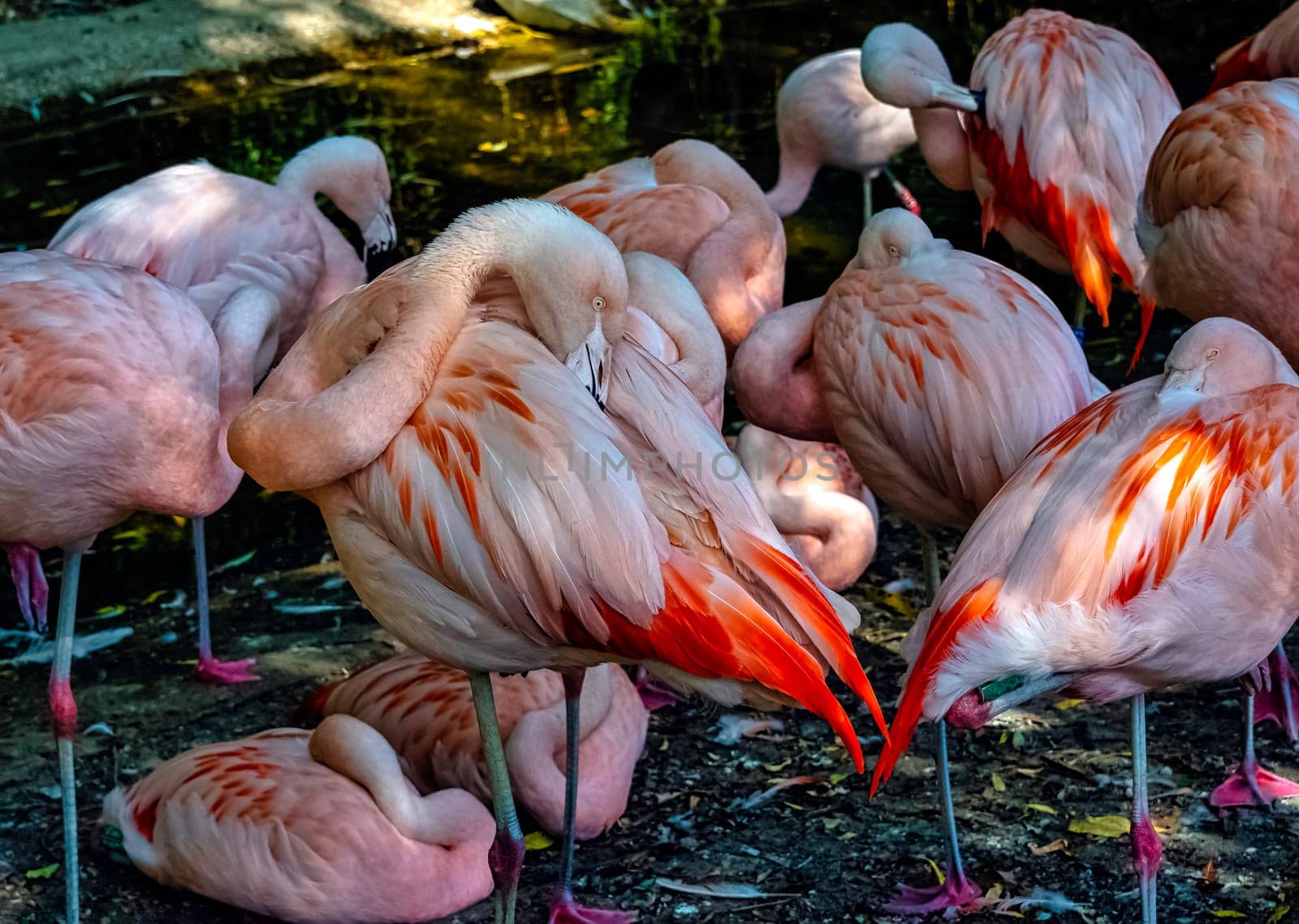 Greater flamingo (Phoenicopterus roseus) is the most widespread and largest species of the flamingo family