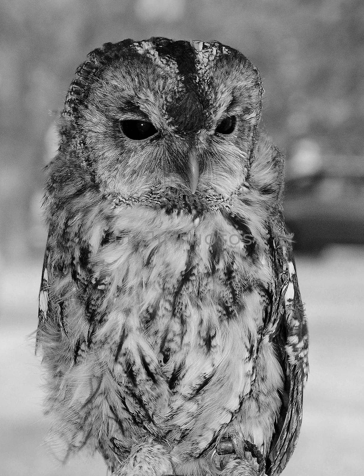 a barn owl sitting on the hand