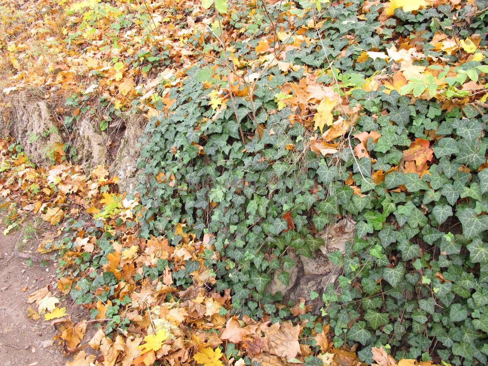 Old natural stone wall overgrown with ivy and autumn leaves on the ground