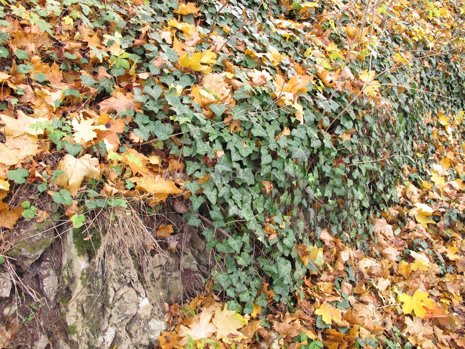 Old natural stone wall overgrown with ivy and autumn leaves on the ground