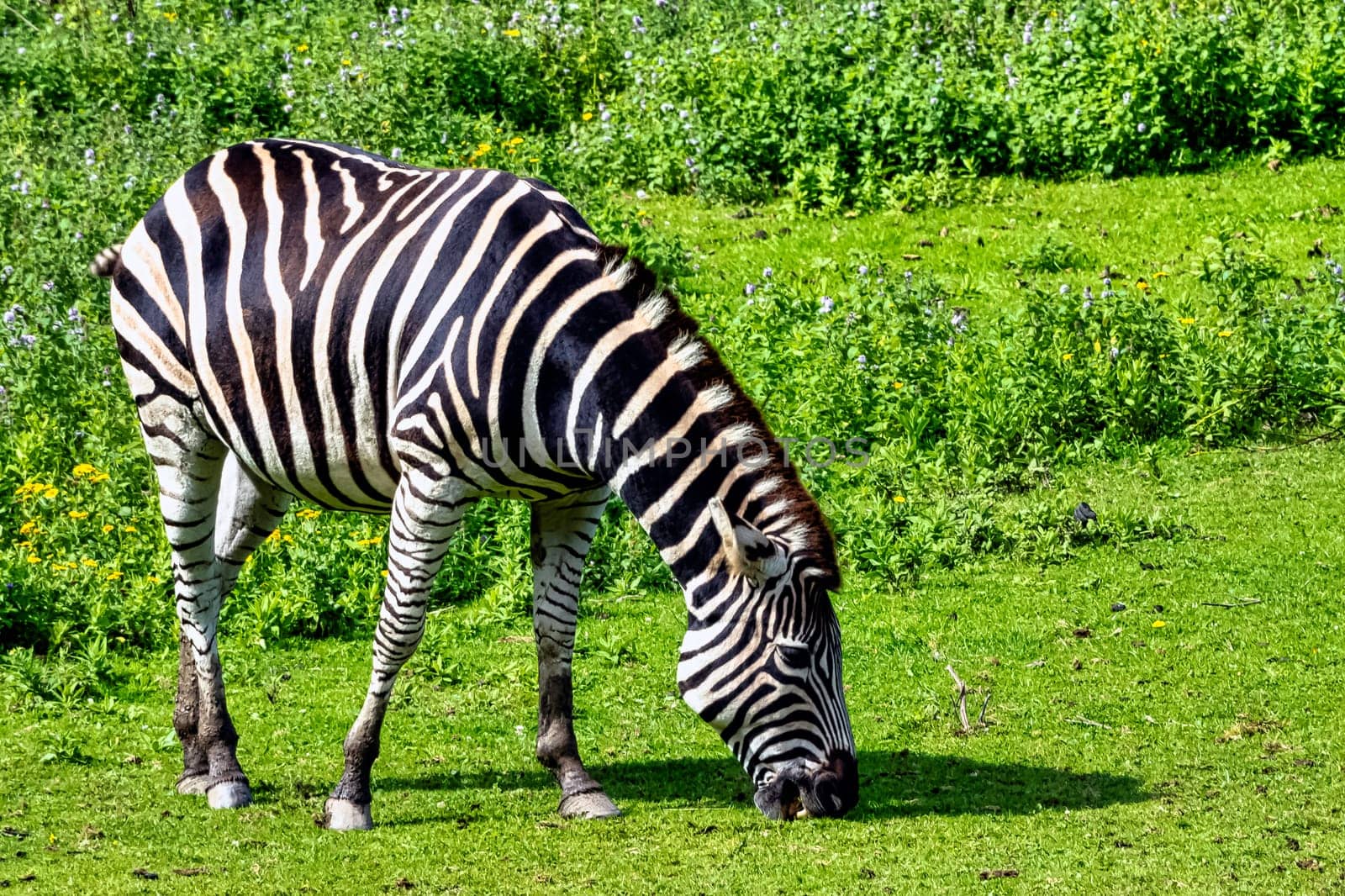 Plains zebra known as the common or maneless zebra, equus quagga borensis or equus burchellii - Kenya