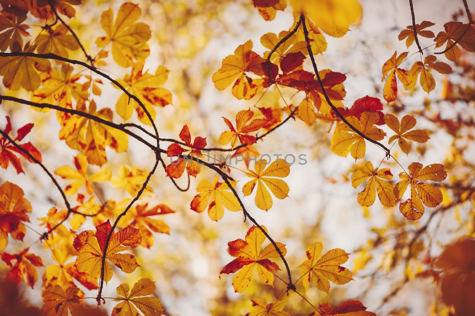 Chestnuts leaves in autumnal park on the white background. Concept of background and banner.