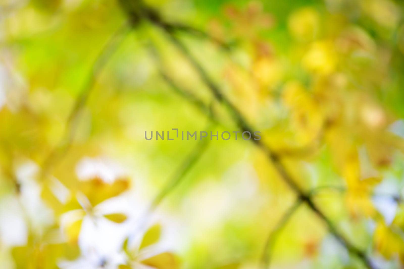Defocused view of chestnut's branch with leaves in autumnal park. Concept of background and banner.