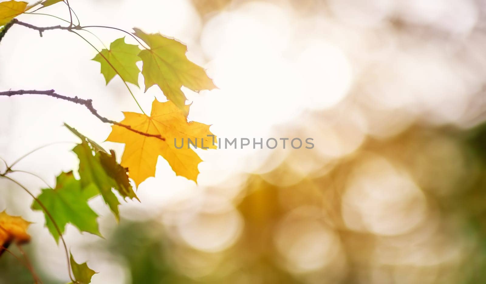 Maple branch with autumnal leaves on the sunny background in the forest. Concept of wallpaper and banner.