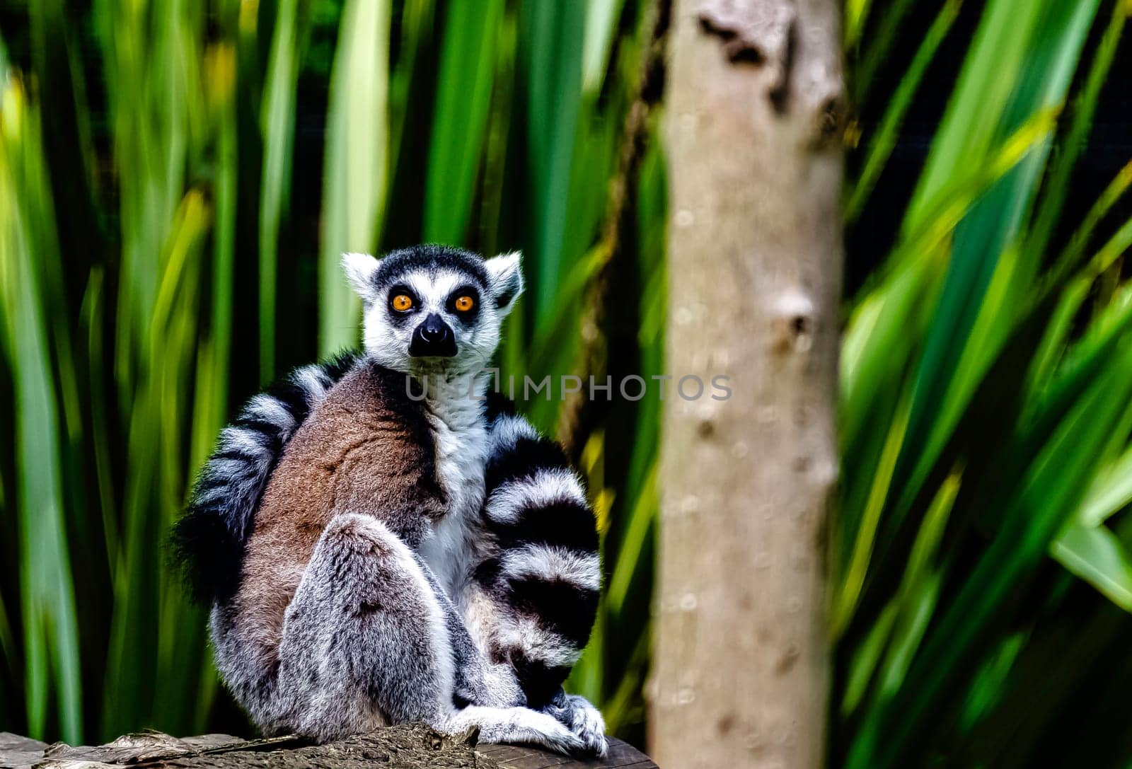 Ring-tailed lemur (Lemur catta) is a large strepsirrhine primate known as maky, maki or hira - Tsimanampetsotsa Nature Reserve, Madagascar