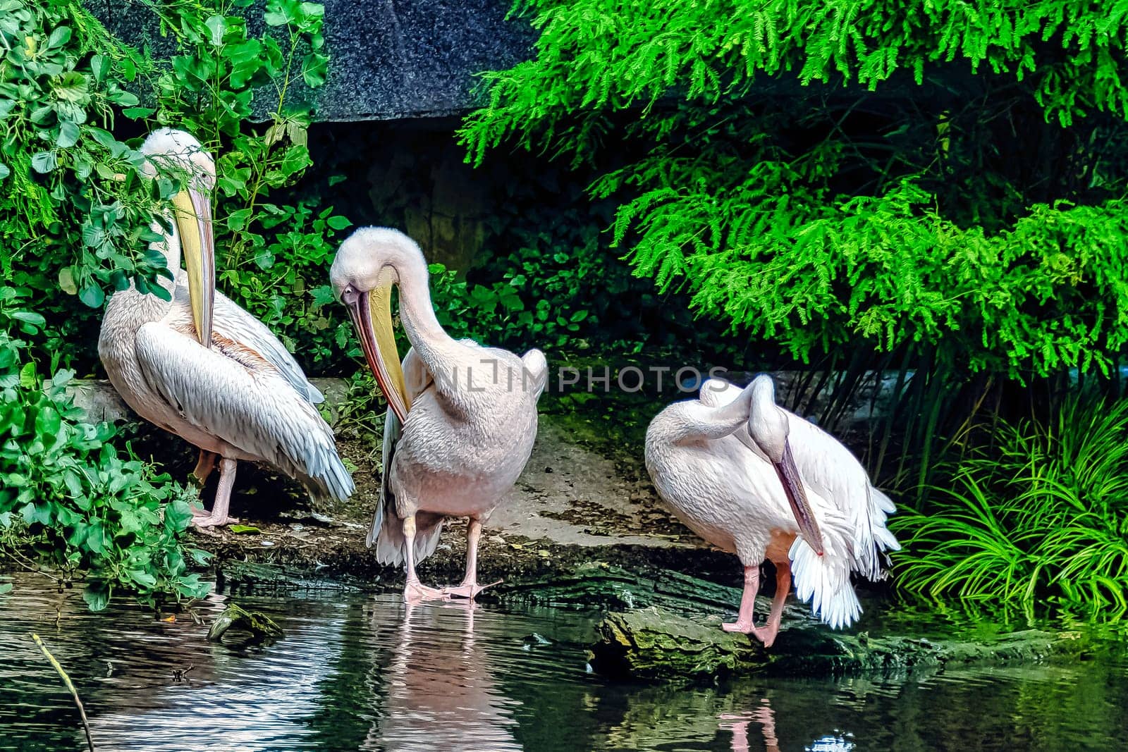 Great white pelican (Pelecanus onocrotalus) also known as eastern white or rosy pelican
