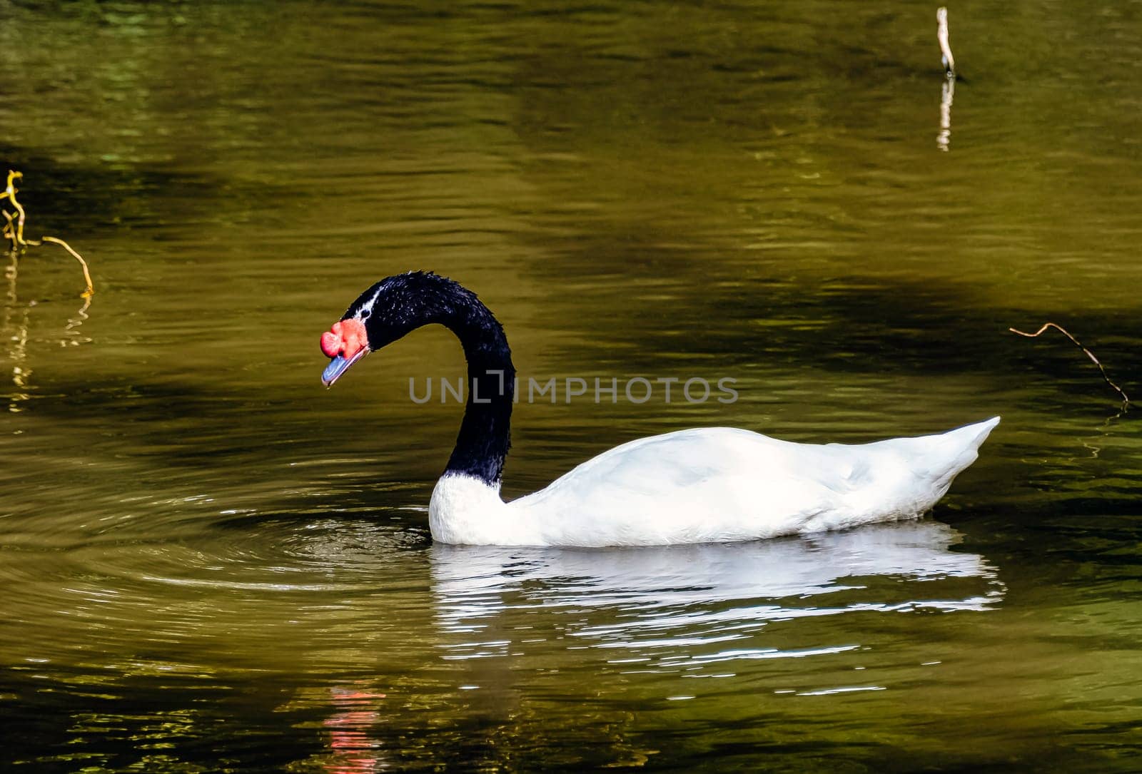 Black-necked swan (Cygnus melancoryphus) is the largest waterfowl native to South America - Ecuador