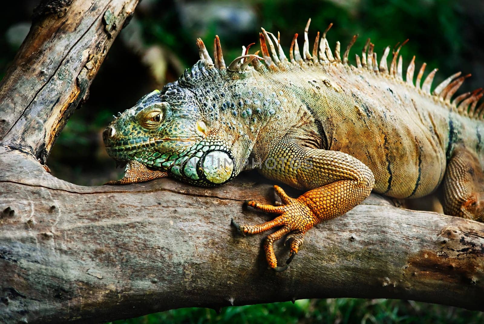 an reptile standingon the branch waiting for prey.