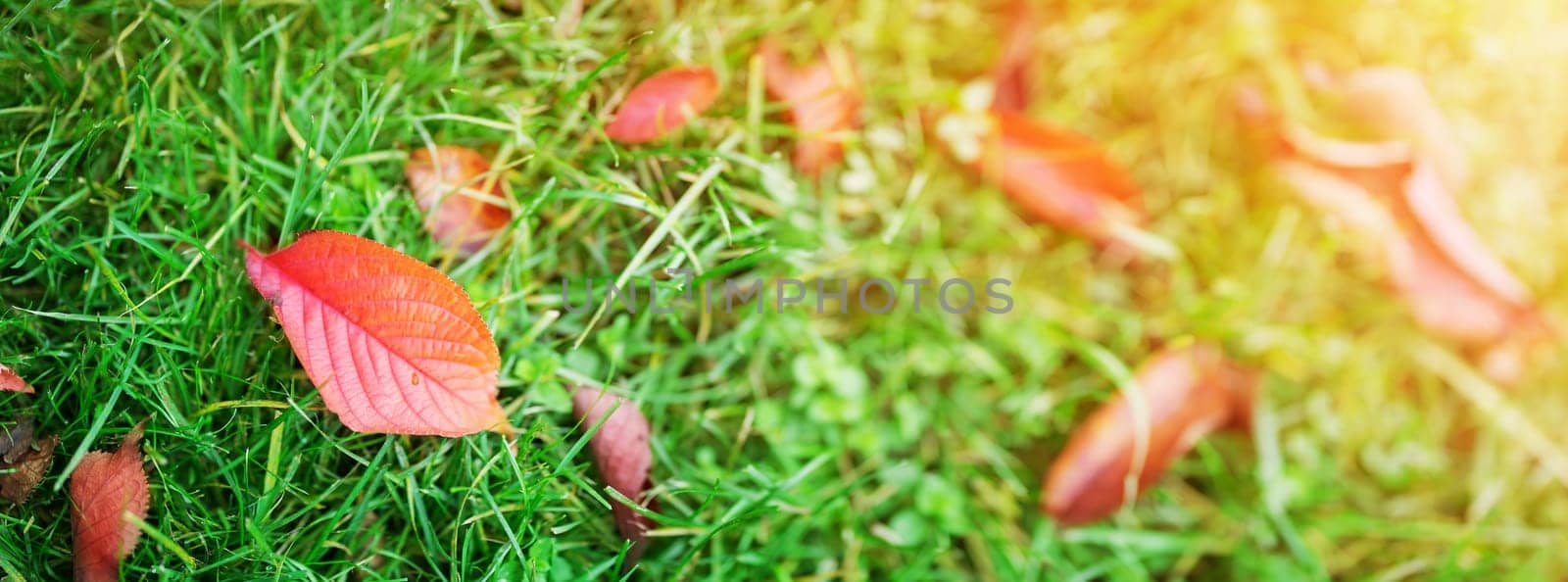 Autumnal leaves on the grass in the park. Concept of wallpaper and banner.