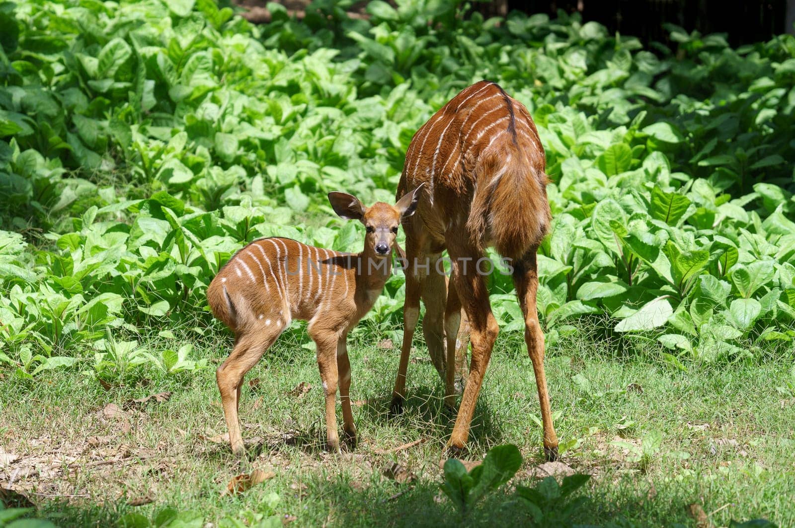 Female Nyala antelope (Tragelaphus angasii) with young lamb