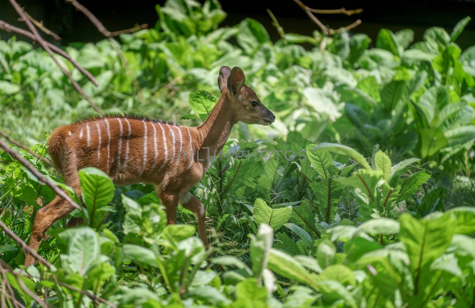 Female Nyala antelope (Tragelaphus angasii) with young lamb