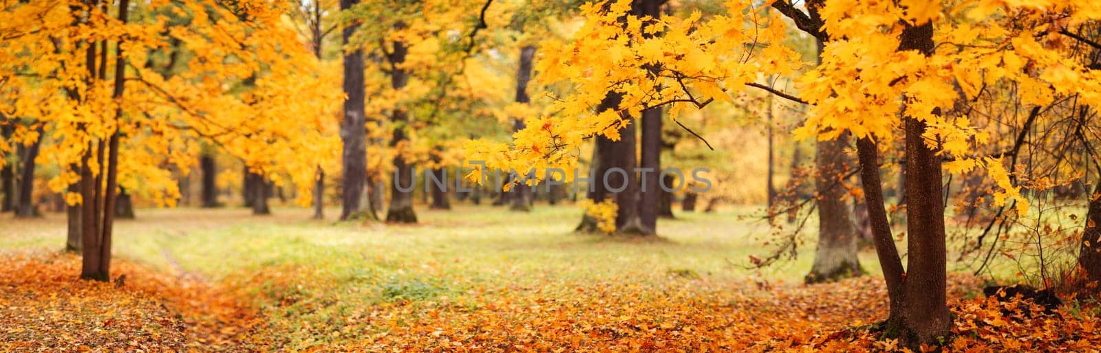 Beautiful view of the colourful trees in the autumnal park. Panorama of the deciduous forest.