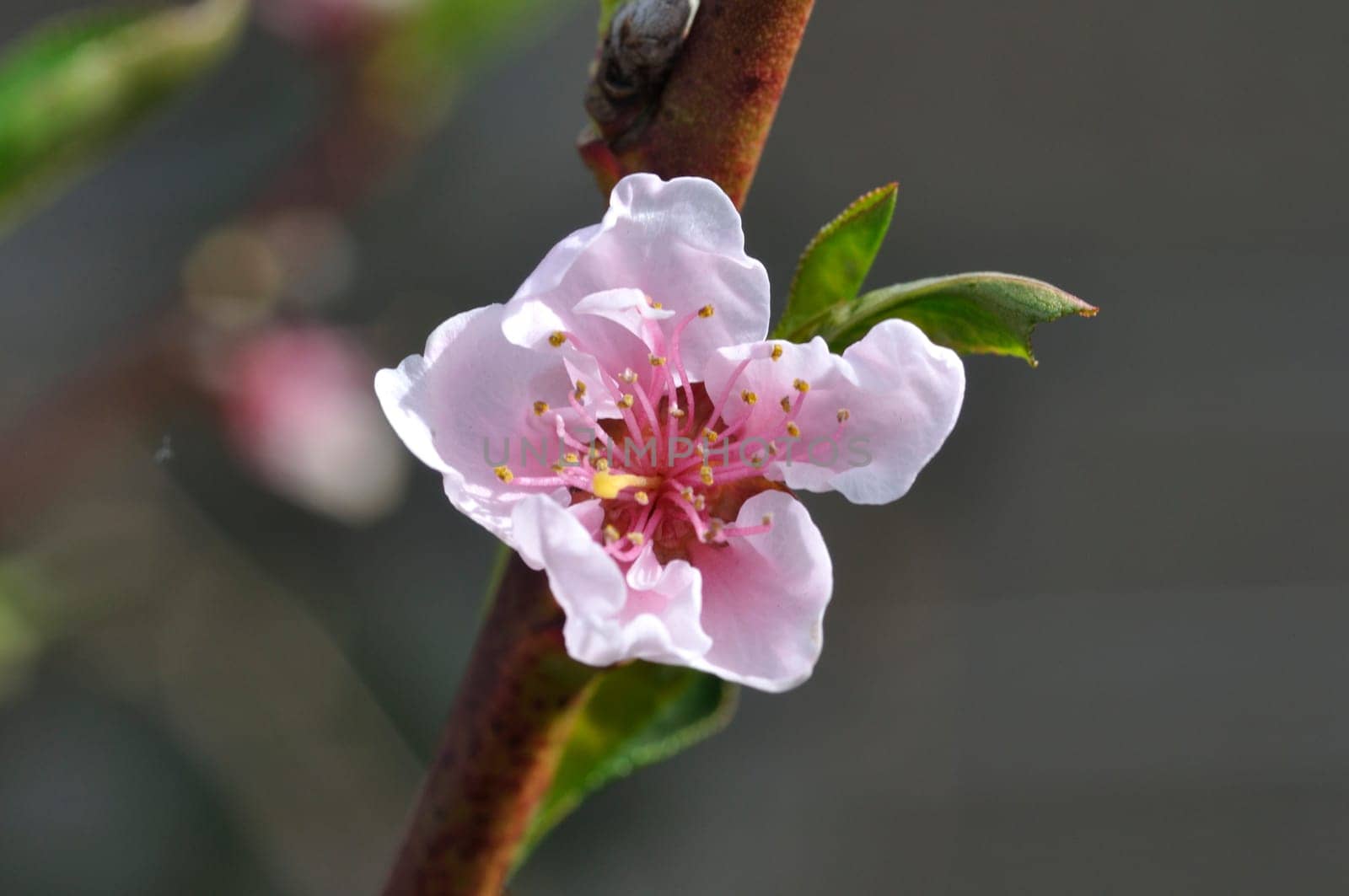 blooming nectarine in a garden