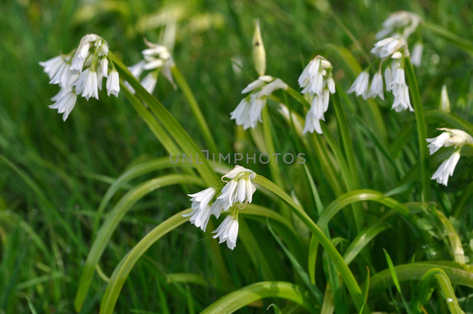 garlic triqueter in a garden
