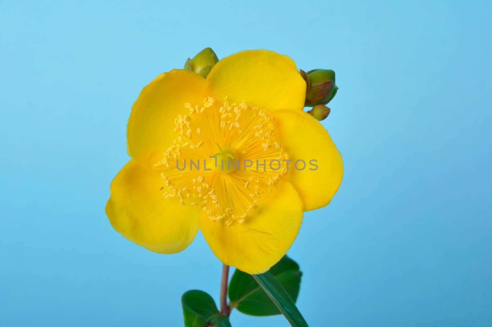 Ornamental St. John's Wort on a blue background