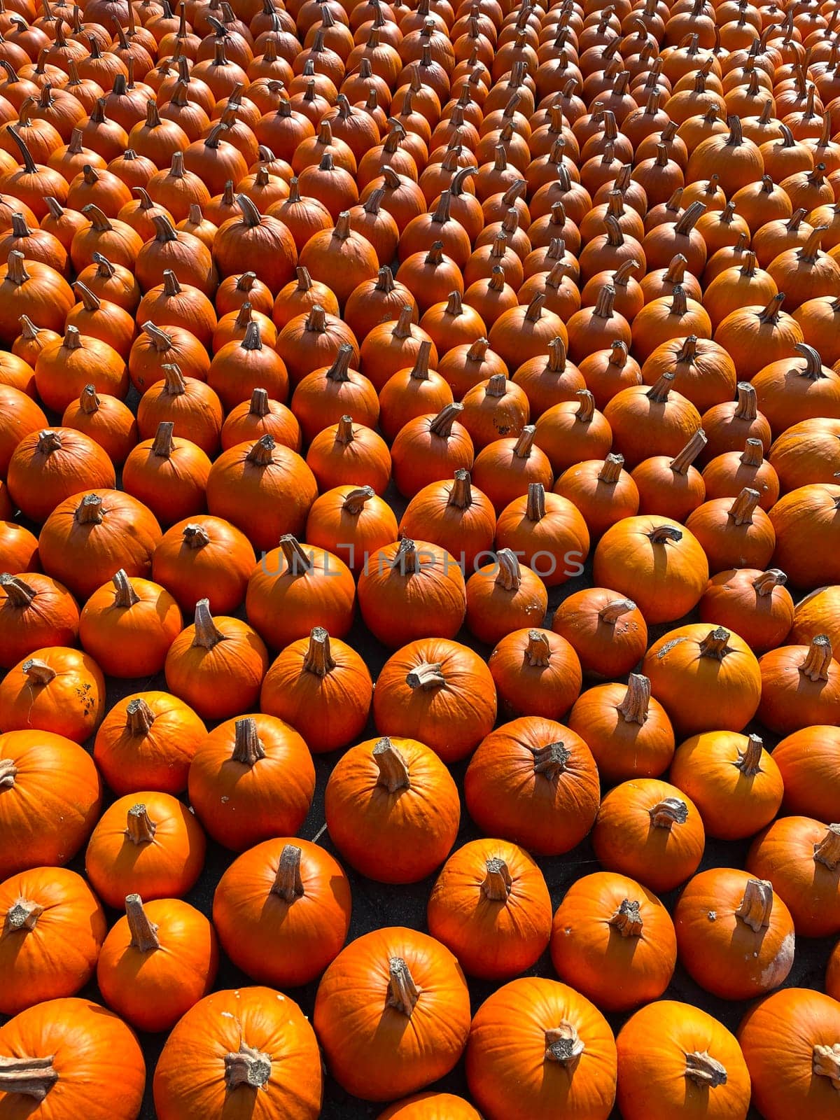 Multitudes of pumpkins