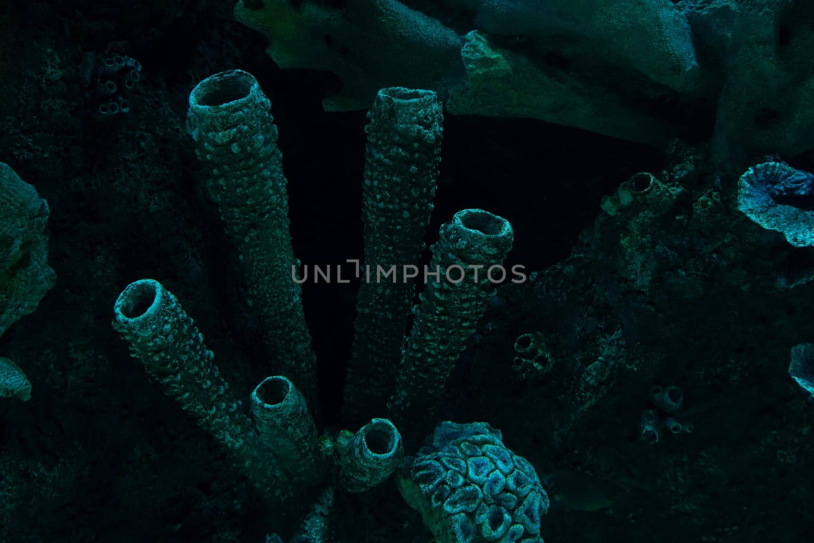 front view closeup of dark coral reef formation on the ocean floor