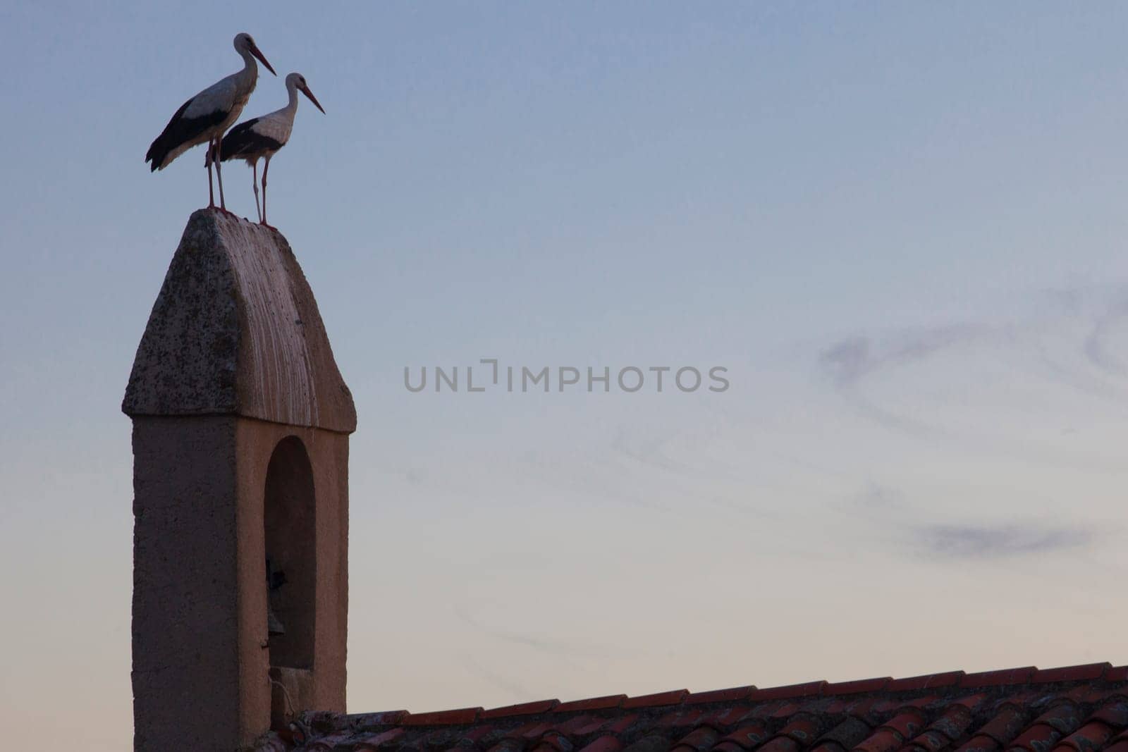 White storks perched over bell wall rural parish. Typical scene in Extremadura Region, Spain