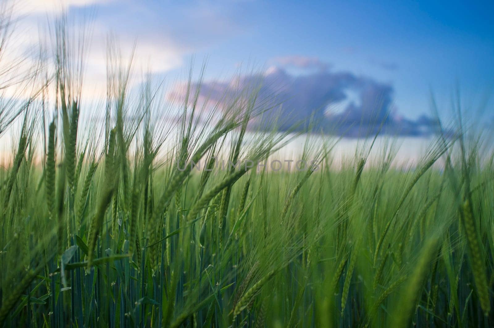 Green barley ears full of grains at cereal field over cloudy sunset sky. Low angle view