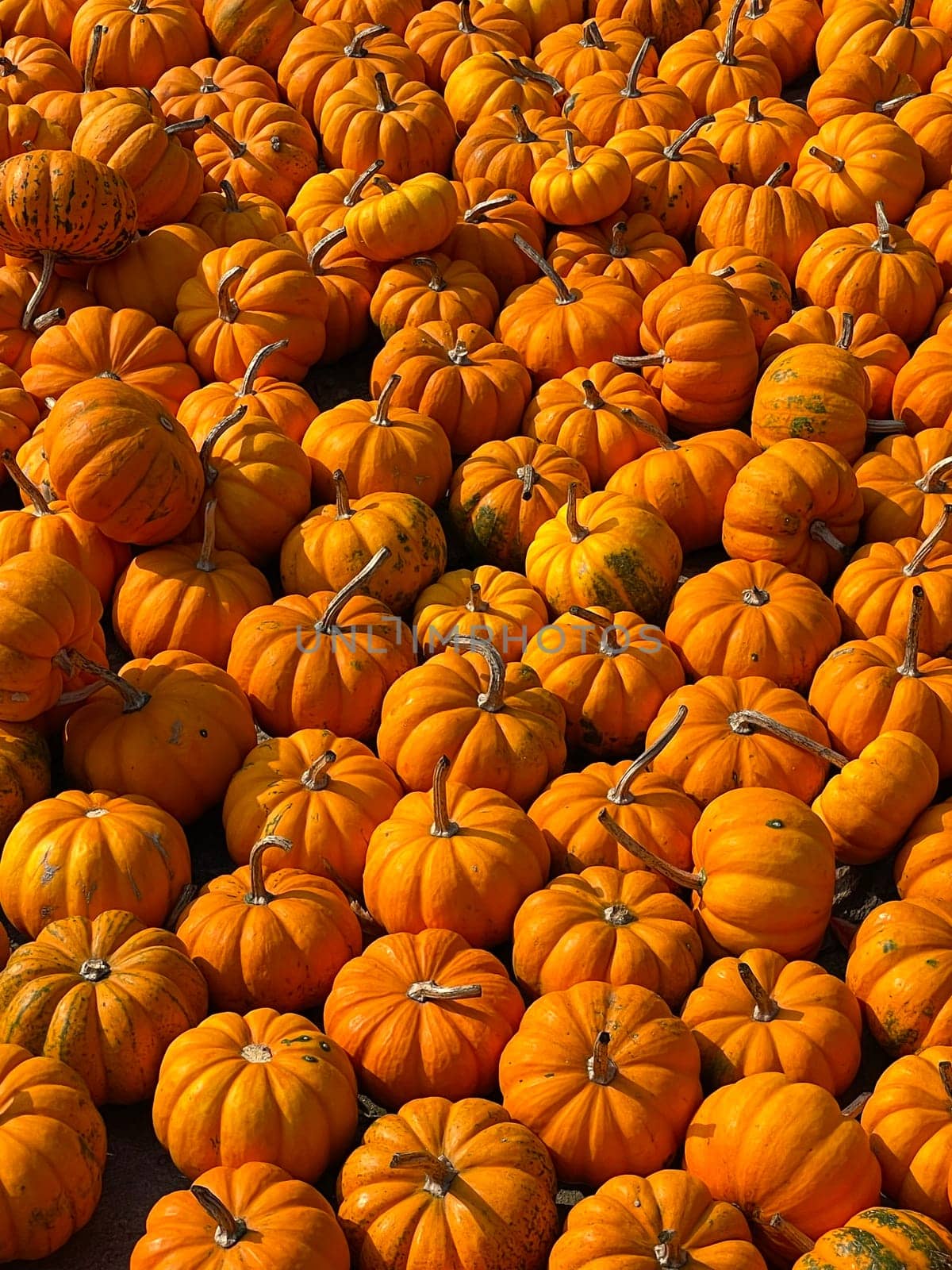 Orange pumpkins