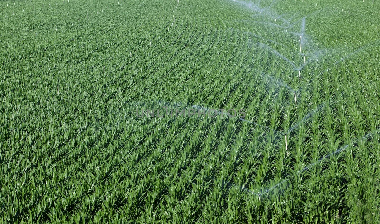 Sprinklers irrigating cornfields. Alagon Valley meadows aerial view. Montehermoso, Caceres, Extremadura, Spain