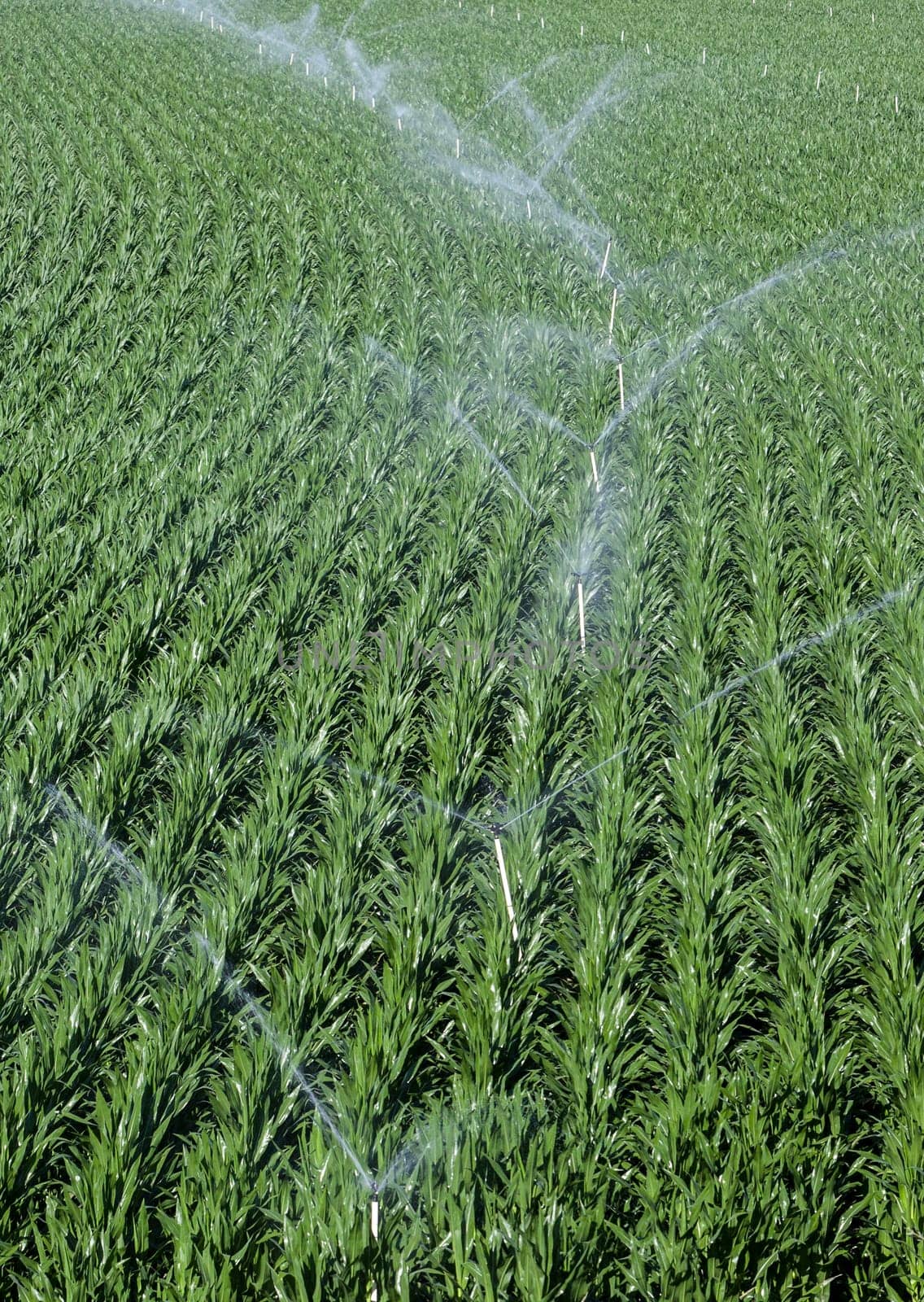 Sprinklers irrigating cornfields. Alagon Valley meadows aerial view. Montehermoso, Caceres, Extremadura, Spain