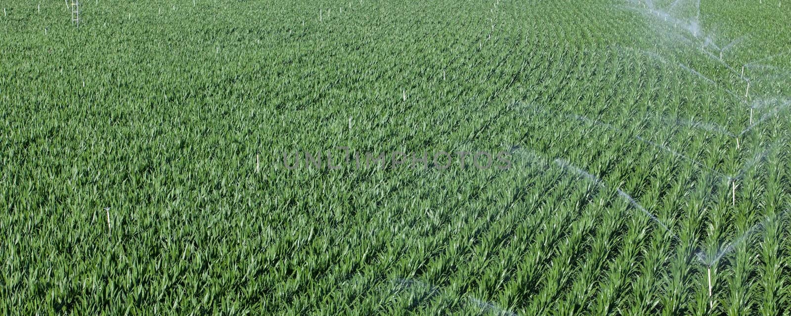 Sprinklers irrigating cornfields. Alagon Valley meadows aerial view. Montehermoso, Caceres, Extremadura, Spain