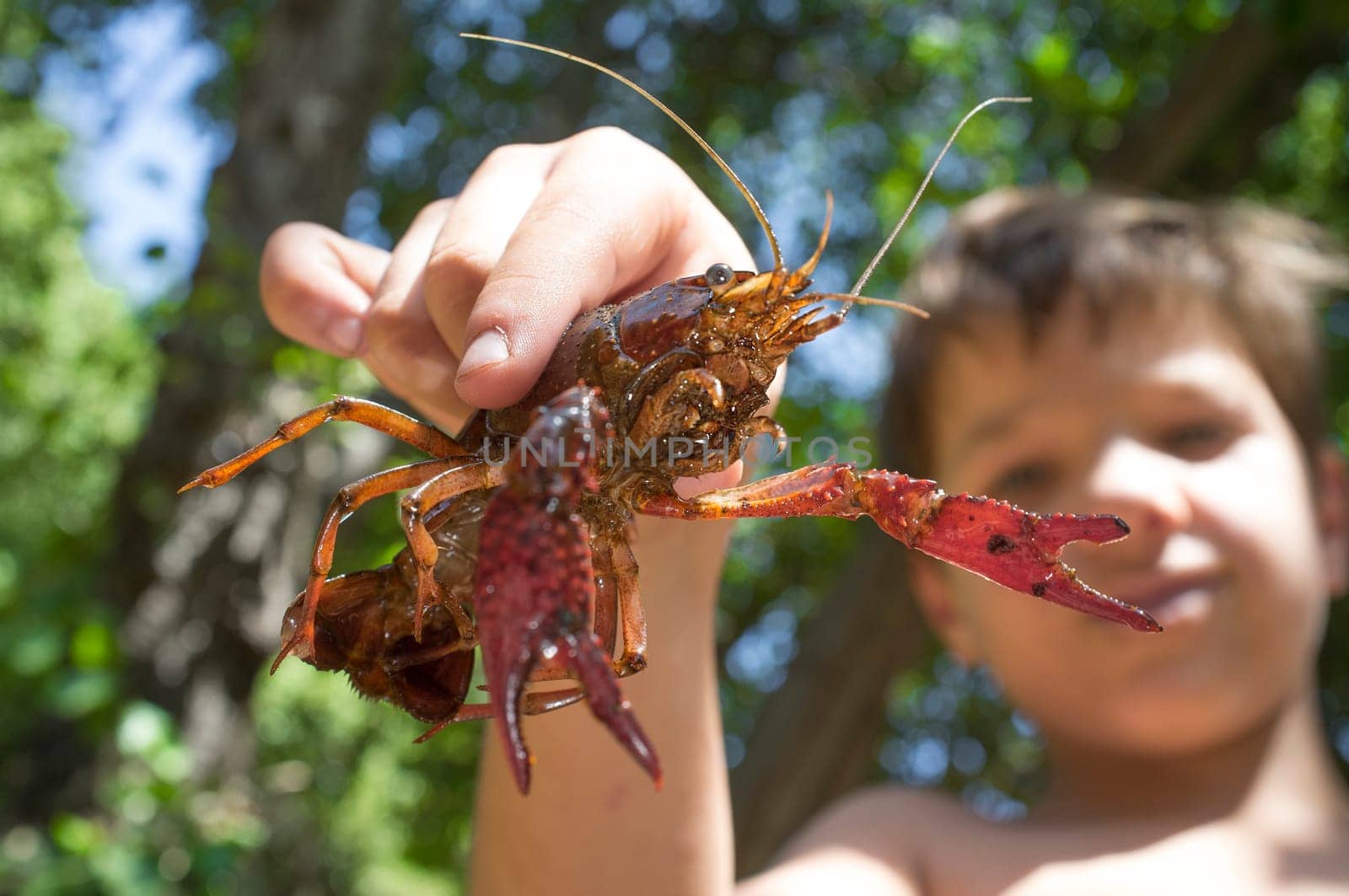 Little boy shows his last capture, a freshwater crayfish. Holidays where kids can go wild concept