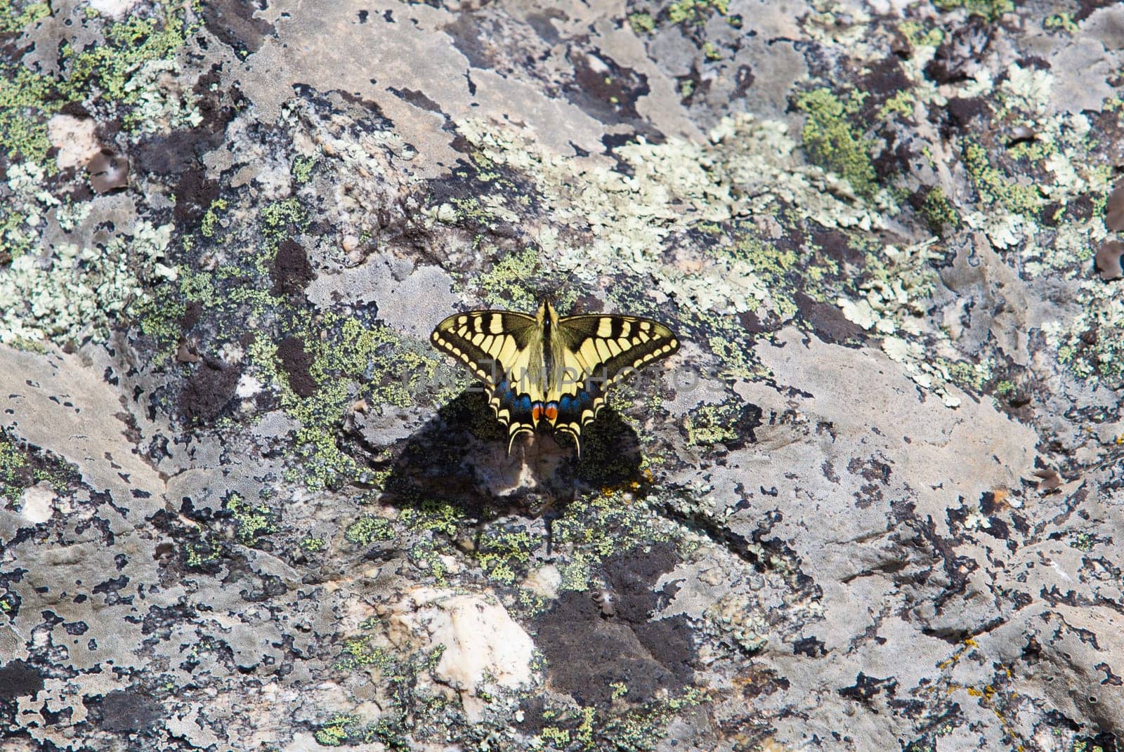 Papilio machaon butterfly perched over rocky background. Sierra de Fuentes, Caceres, Extremadura, Spain