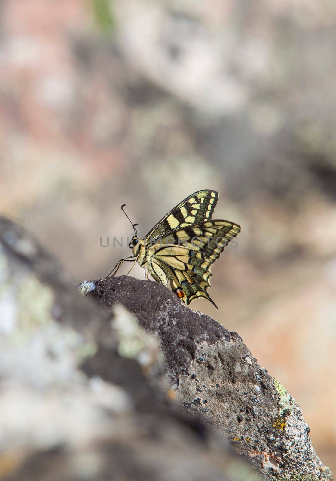 Papilio machaon butterfly perched over rocky background. Sierra de Fuentes, Caceres, Extremadura, Spain