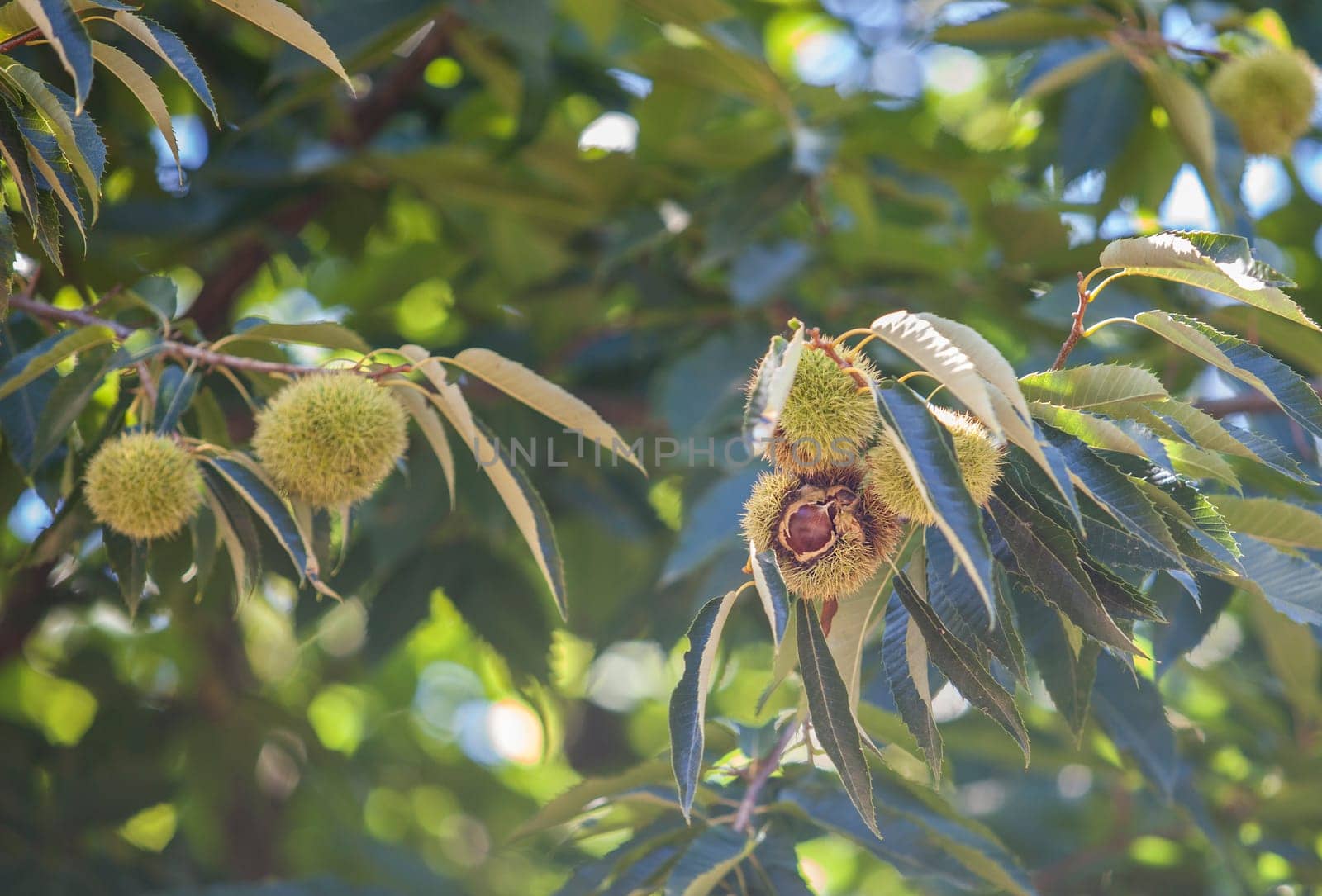 Sweet chestnut open unripe fruits. Castanea sativa or Spanish chestnut tree at the end of the summer