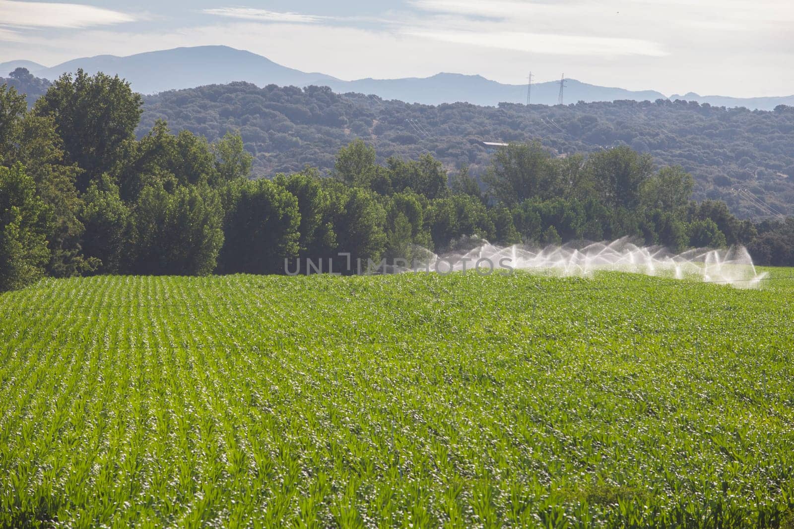 Sprinklers irrigating cornfields. Alagon Riverside aerial view. Montehermoso, Caceres, Extremadura, Spain