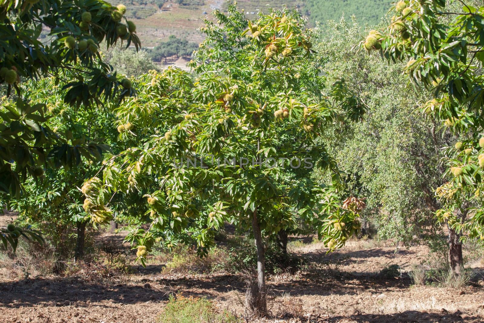 Sweet chestnut tree. Castanea sativa or Spanish chestnut tree plantation at the end of the summer
