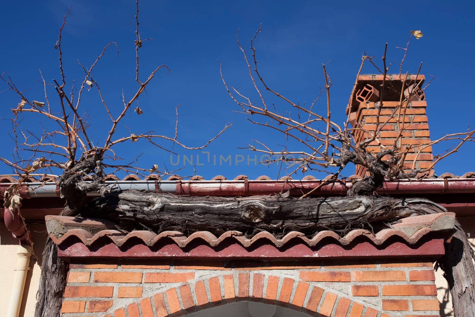 Old grapevine branch enclosing village house entry. Plants valued for decoration and delicious fruits. La Garganta village, Banos de Montemayor district, Extremadura, Spain