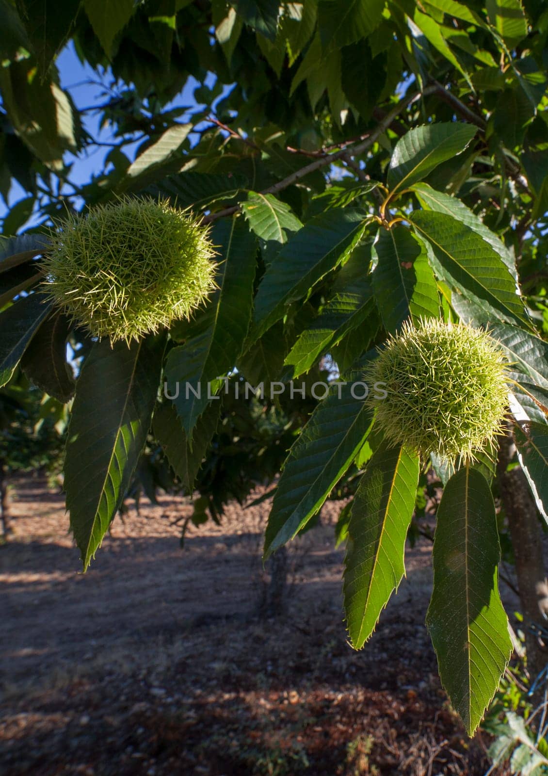 Sweet chestnut unripe fruits. Castanea sativa or Spanish chestnut tree at the end of the summer