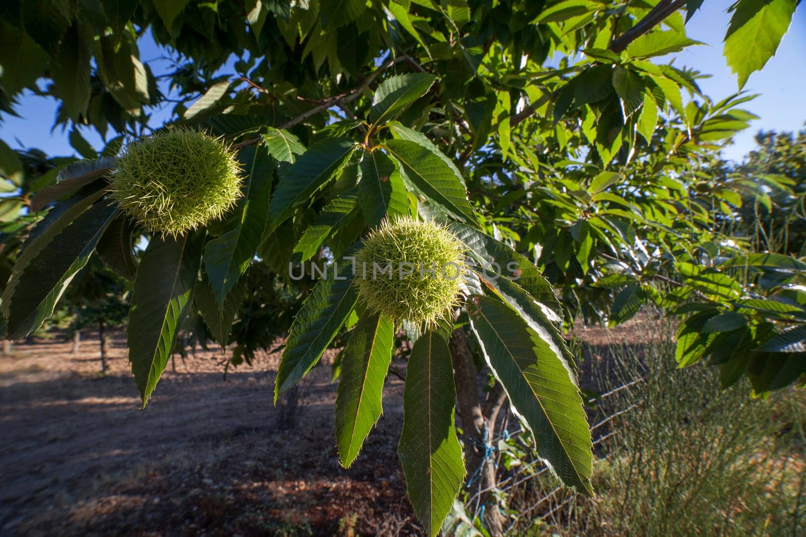 Sweet chestnut unripe fruits. Castanea sativa or Spanish chestnut tree at the end of the summer