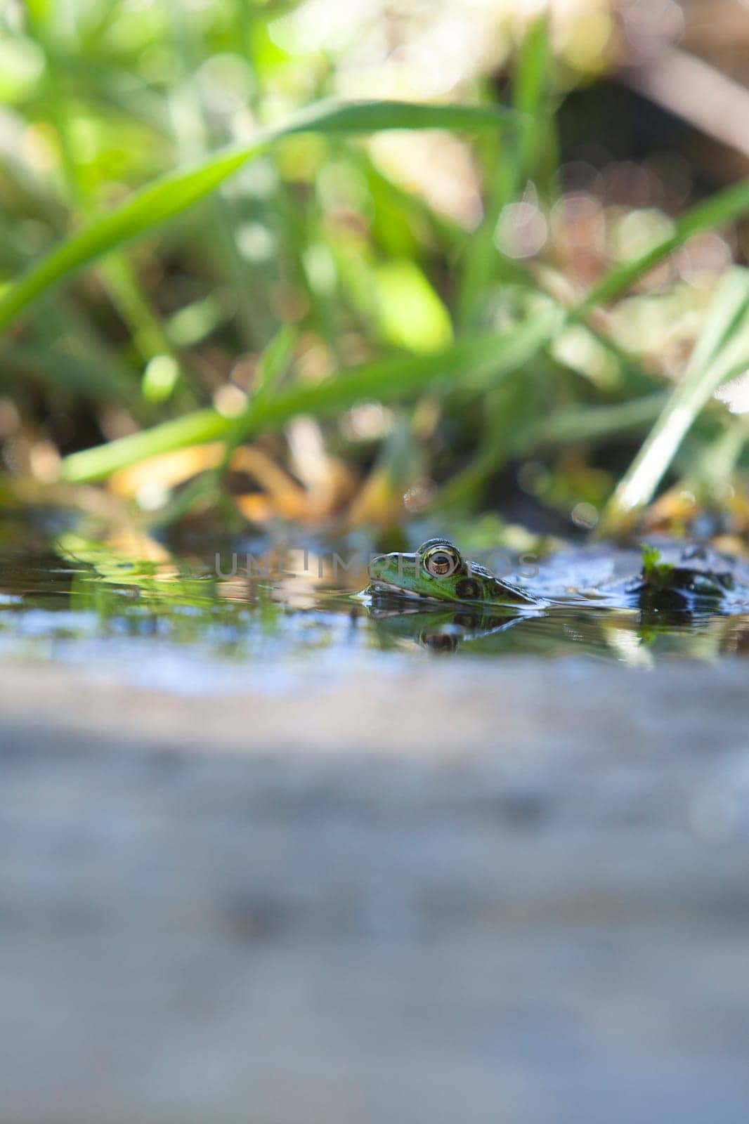 Iberian green frog, half-sunked at litle mountain stream. Acena de la Borrega, Caceres, Extremadura, Spain