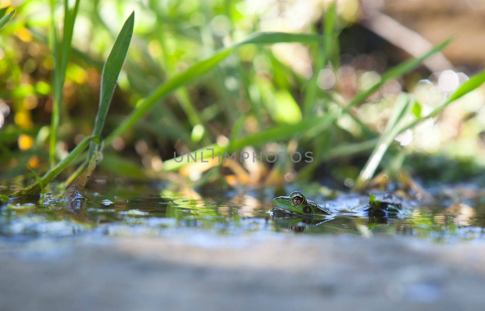 Iberian green frog, half-sunked at litle mountain stream. Acena de la Borrega, Caceres, Extremadura, Spain