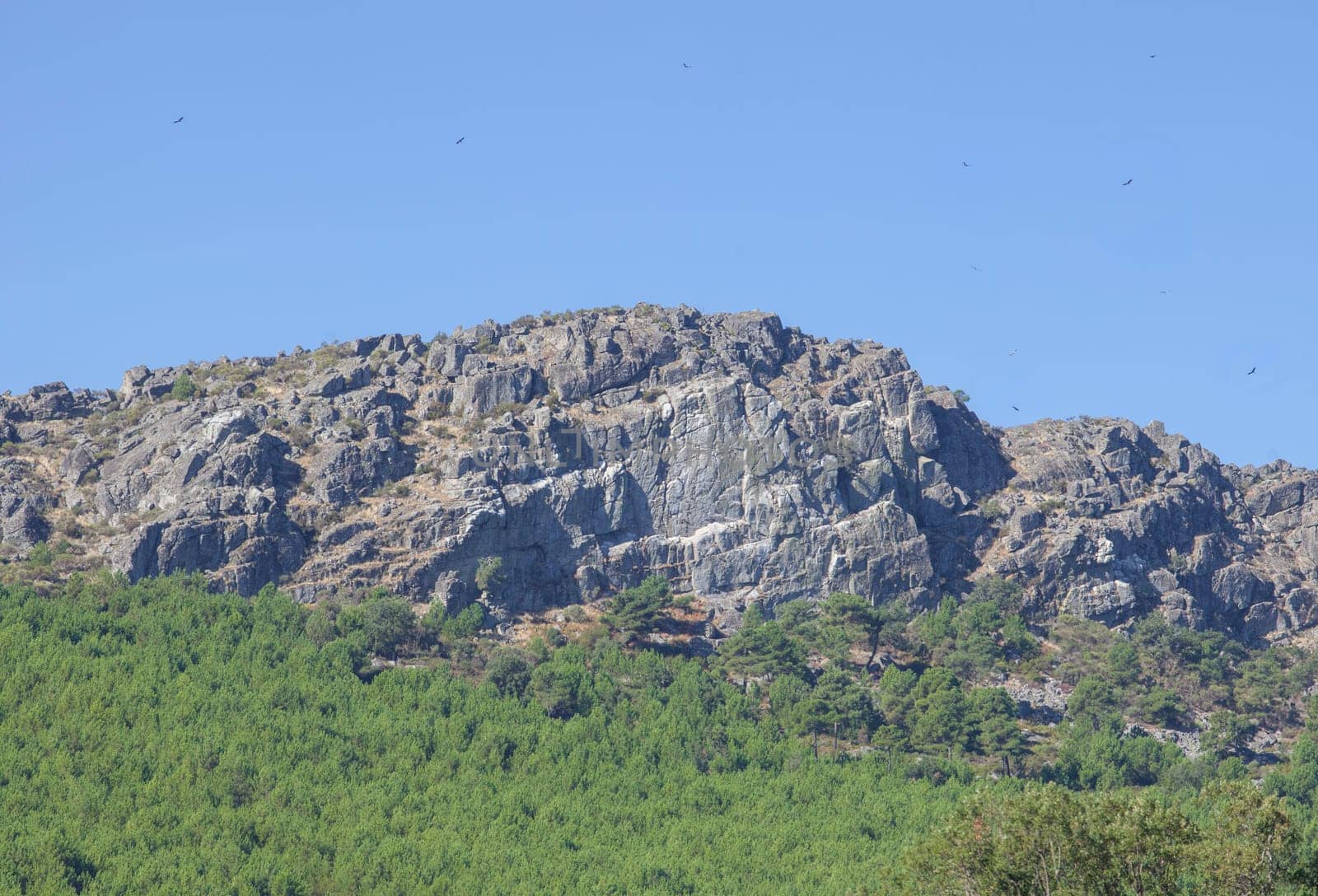 Griffon vultures flying over Sierra Fria granitic hills. Valencia de Alcantara, Caceres, Extremadura, Spain