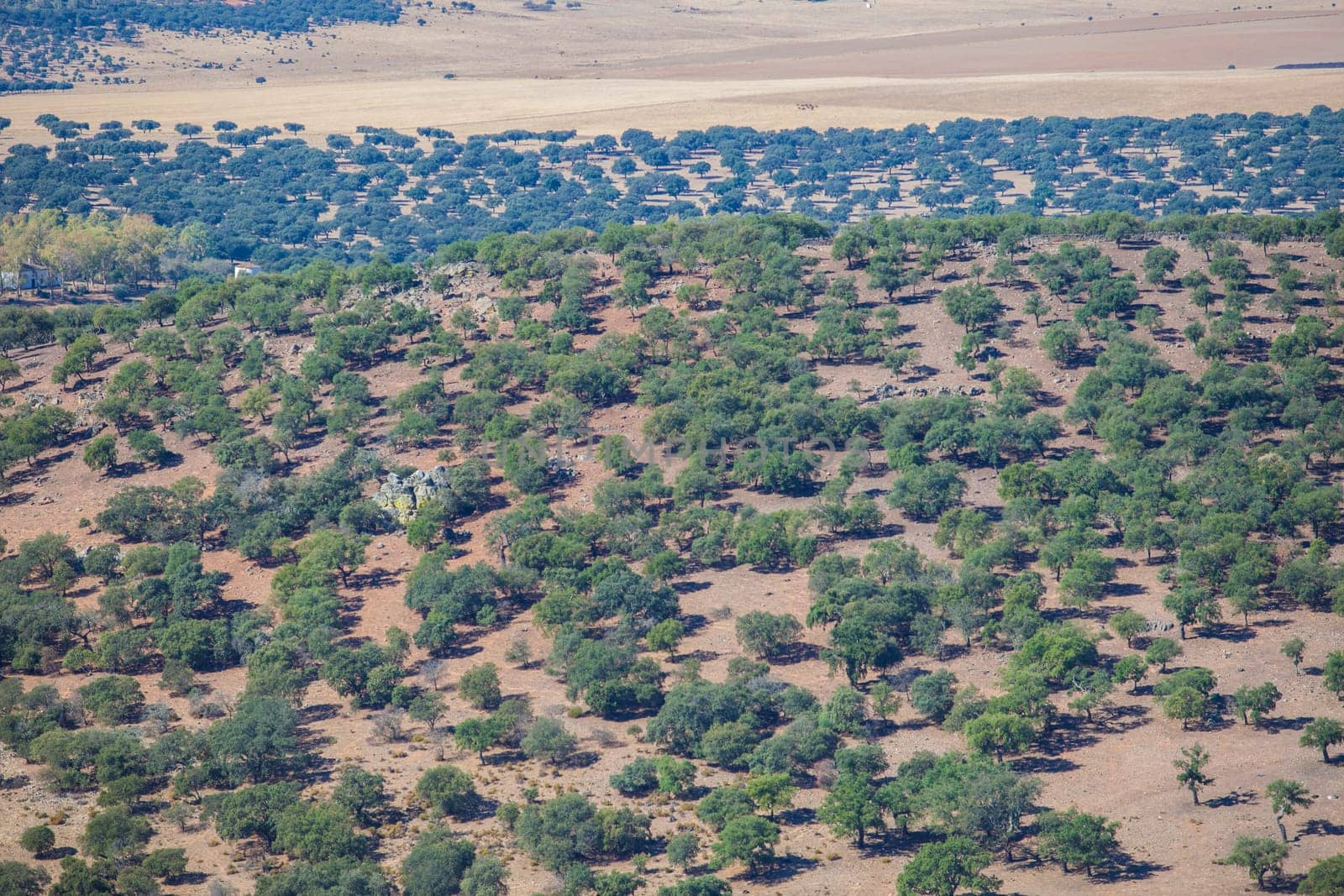 Dehesa aerial view, typical pastoral management states. Sierra de Fuentes, Caceres, Extremadura, Spain