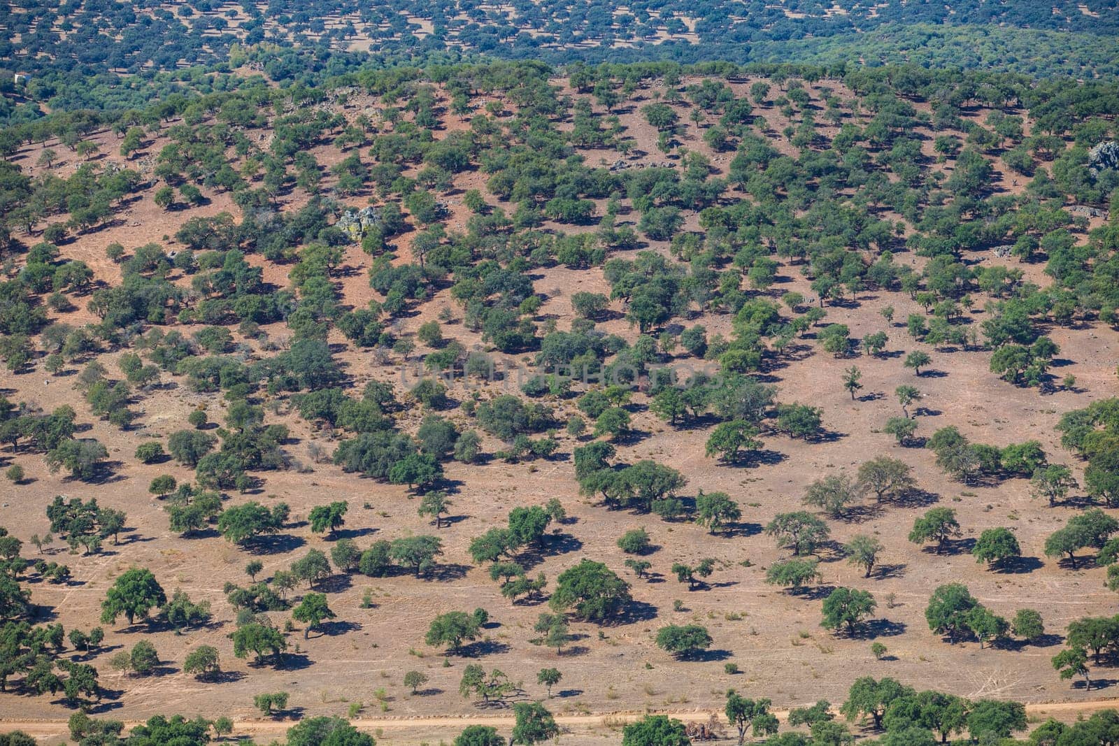 Dehesa aerial view, typical pastoral management states. Sierra de Fuentes, Caceres, Extremadura, Spain