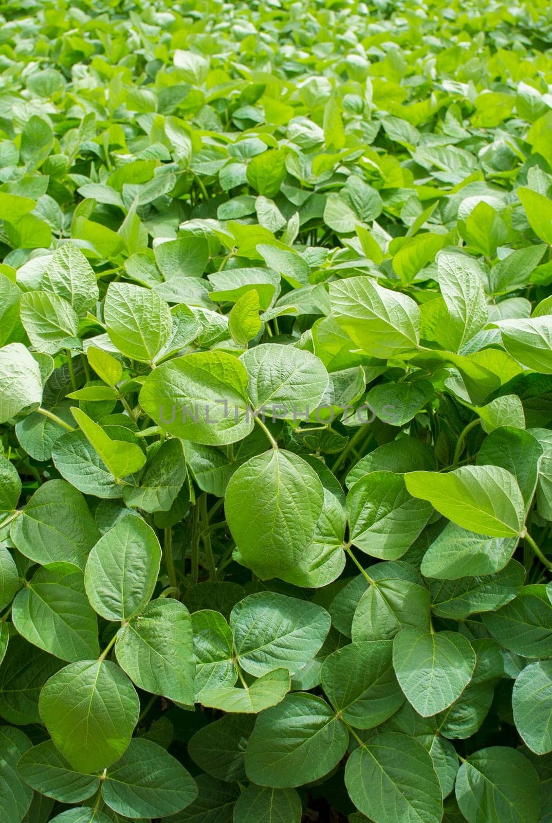Soy plantation at Gevora, Vegas Bajas del Guadiana, Spain. Young green plants