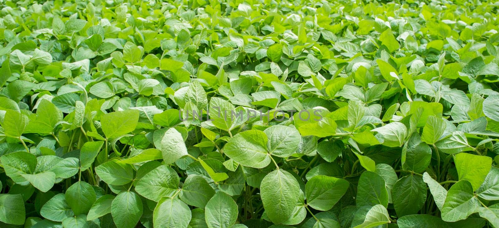 Soy plantation at Gevora, Vegas Bajas del Guadiana, Spain. Young green plants