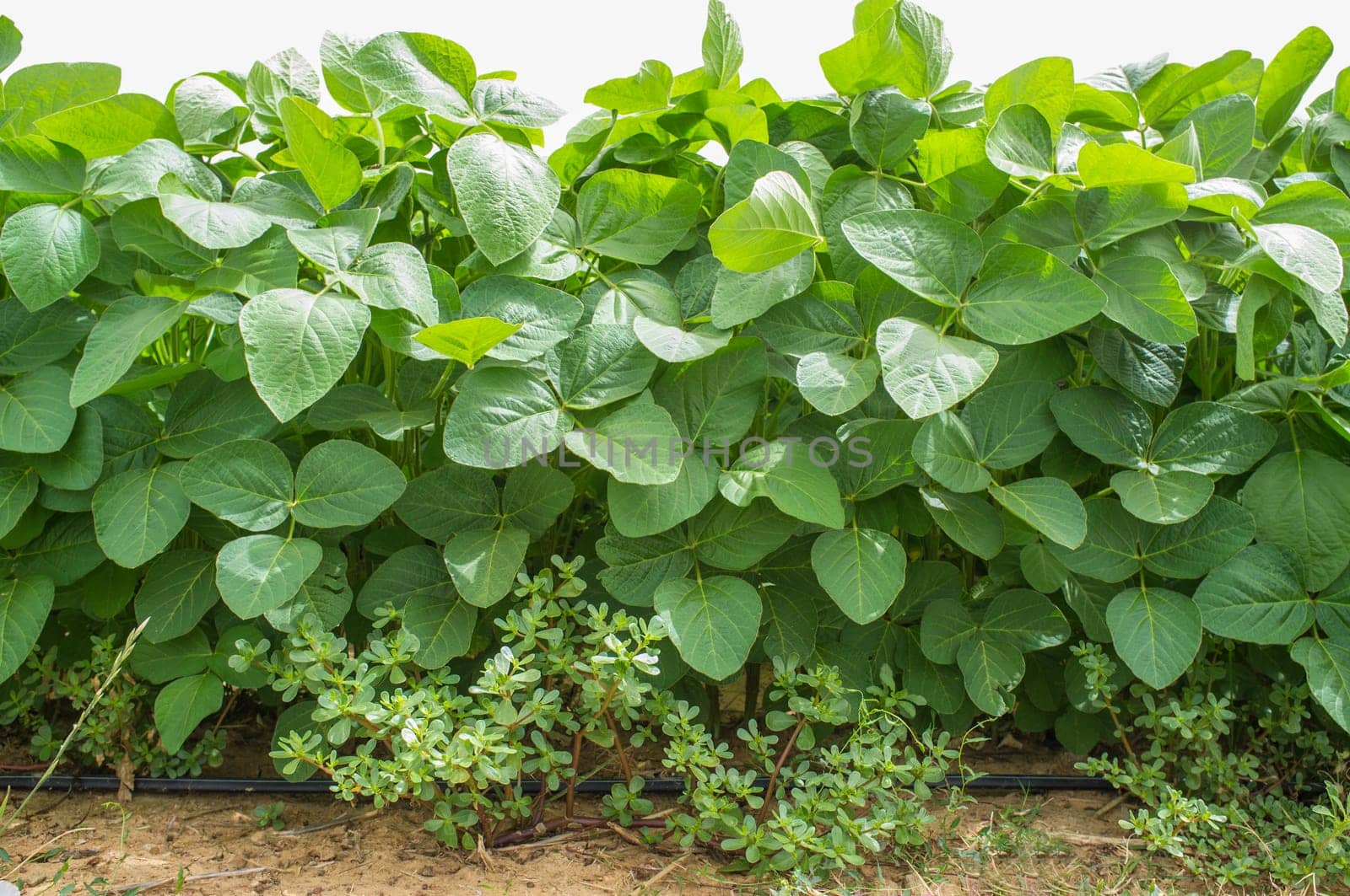 Soy plantation growing with drip irrigation system. Gevora, Vegas Bajas del Guadiana, Spain