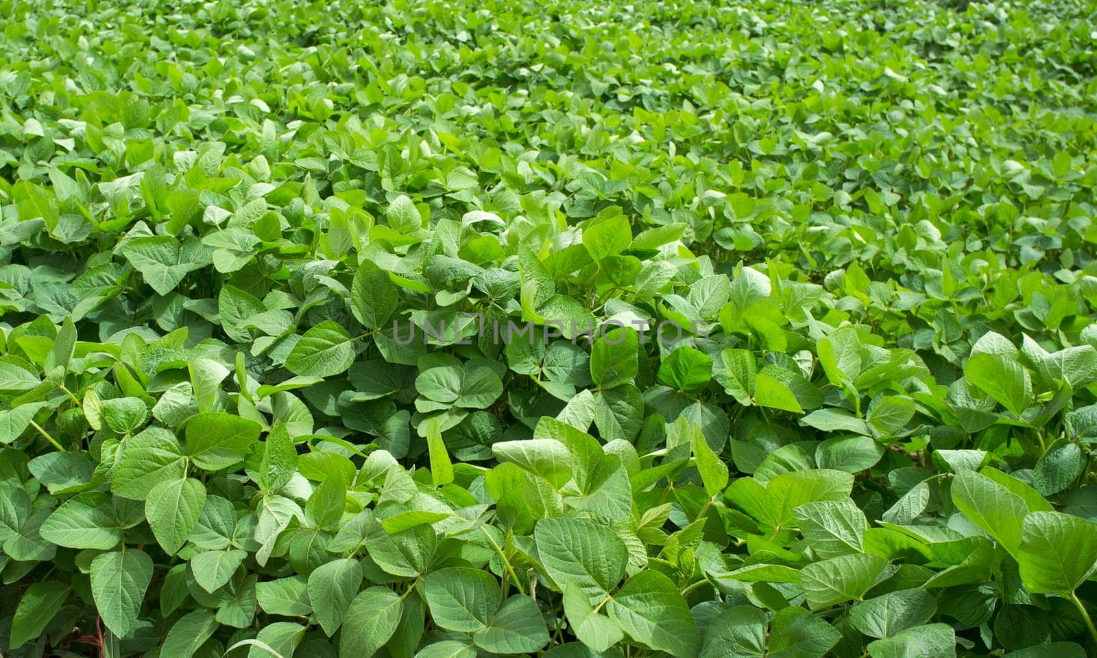 Soy plantation at Gevora, Vegas Bajas del Guadiana, Spain. Young green plants