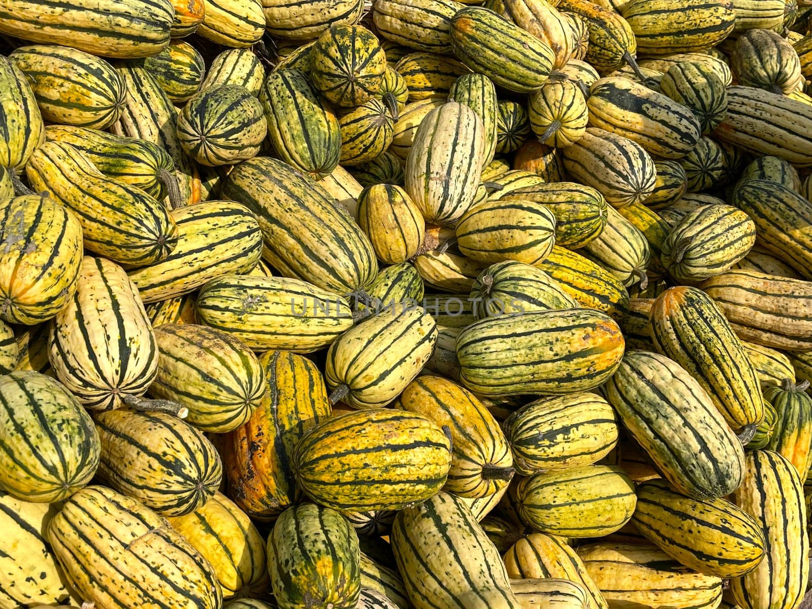 Yellow green striped pumpkins